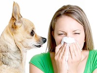 Как понять есть ли аллергия на собак