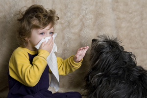 Определение аллергической реакции на собак