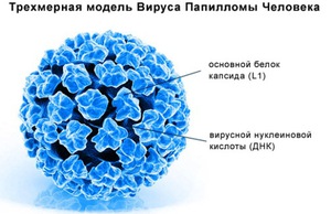 Вирус папилломы: как он действует на организм?