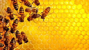 Мед пчелиный помогает от самых разных болезней.